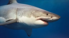 Nos? Kako pobjeći kad se sastanu sa predatorom